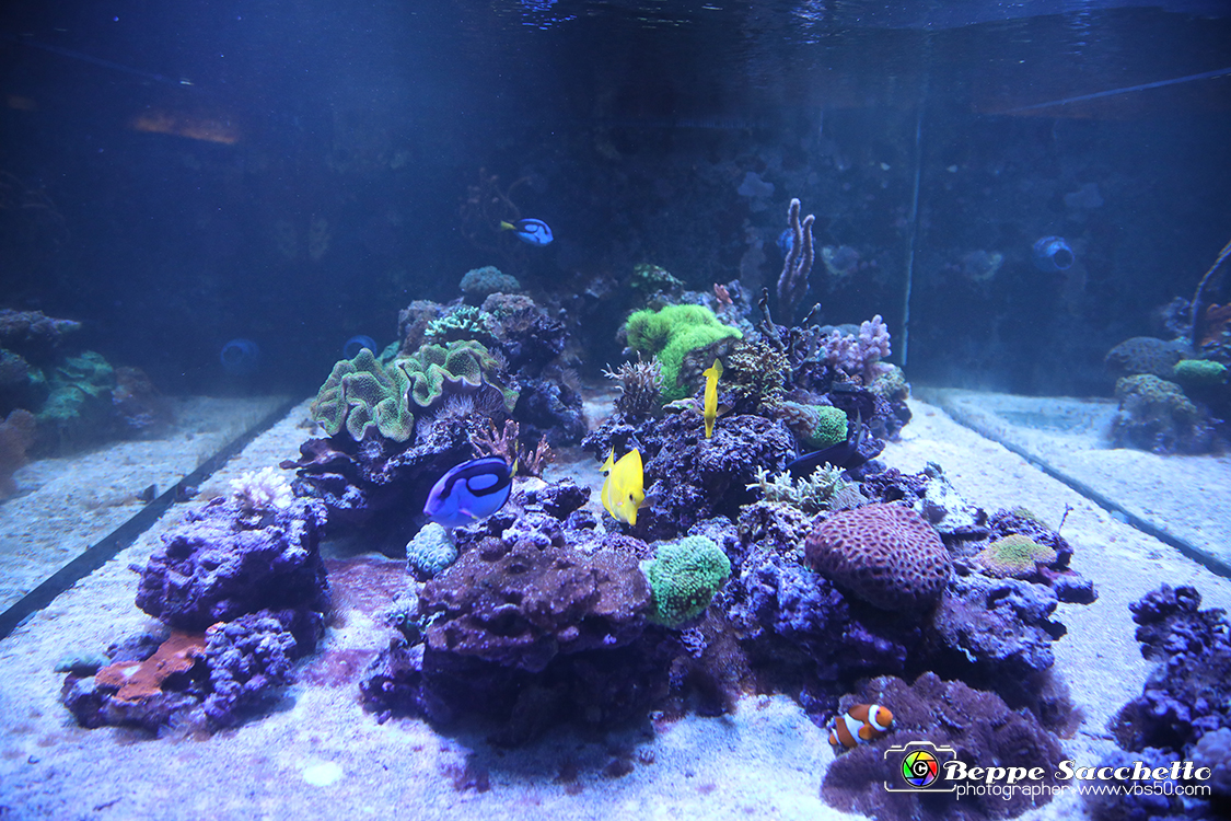 VBS_9161 - Museo Paleontologico - Asti.jpg